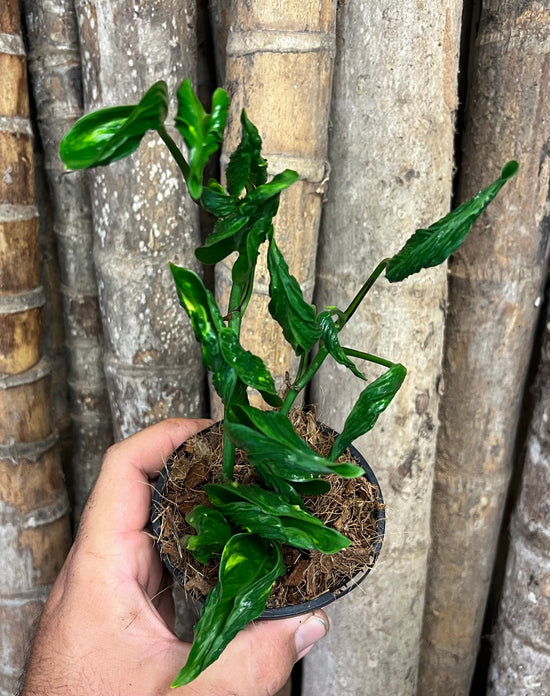 Epipremnum &