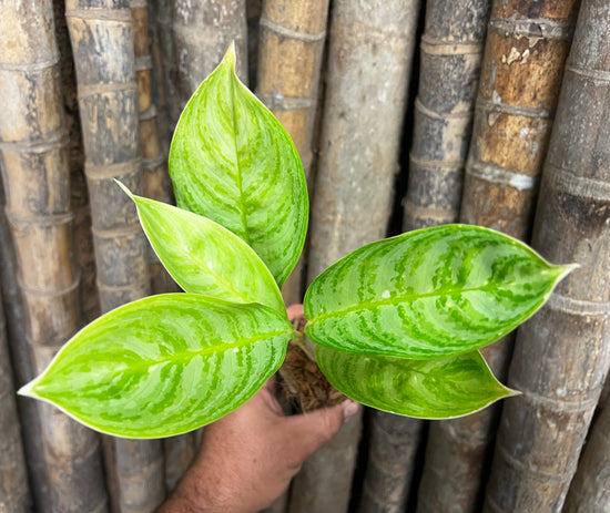 Aglaonema &