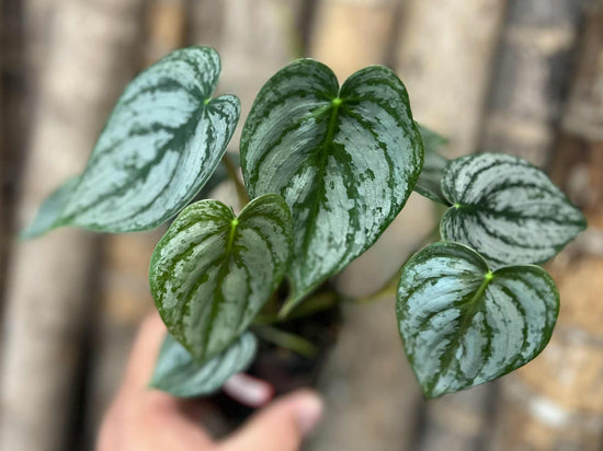 Philodendron &