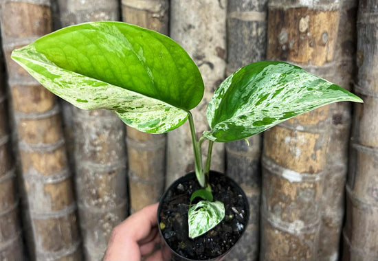 Epipremnum pinnatum &
