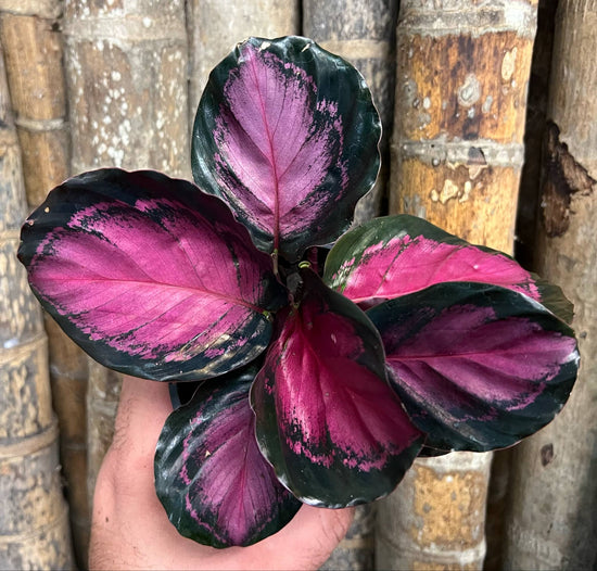 Calathea &