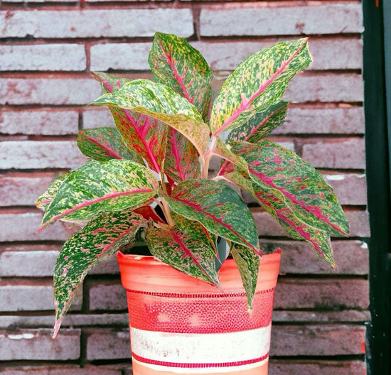 Aglaonema &