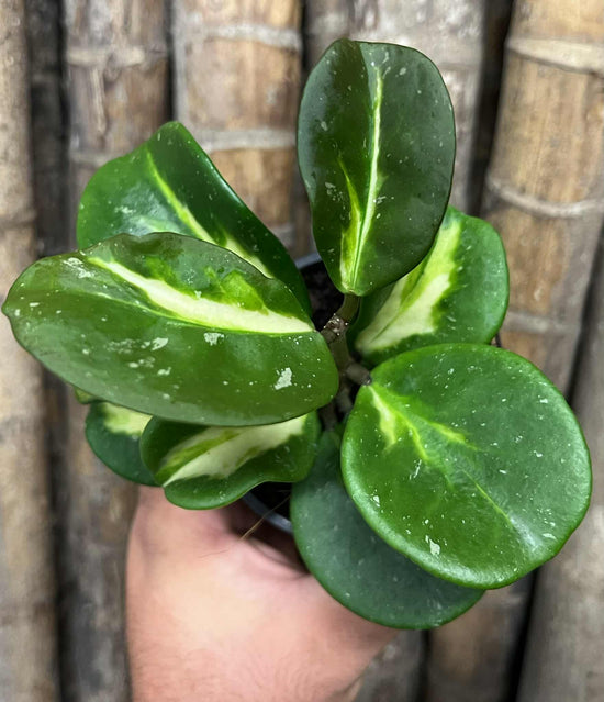 Hoya obovata &