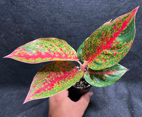 Aglaonema &