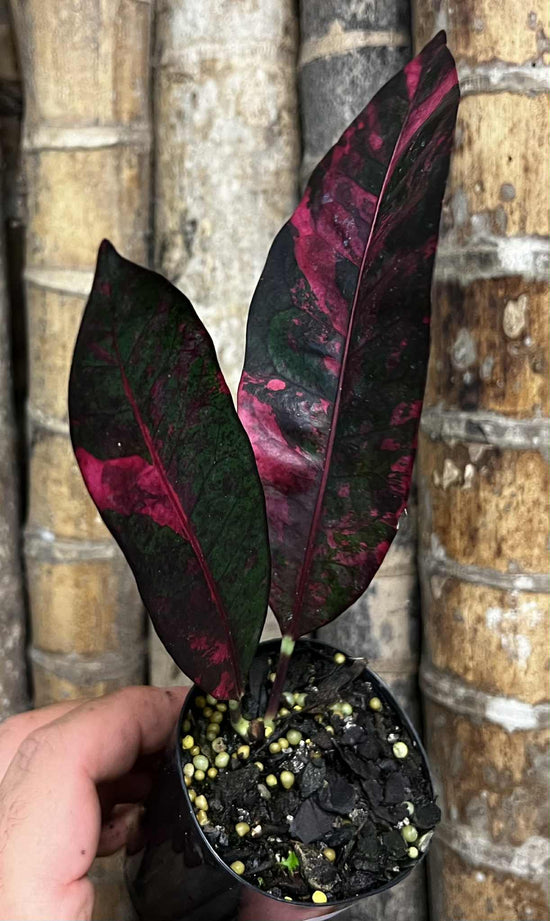 Croton &
