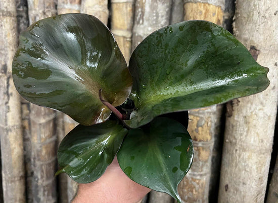 Philodendron &