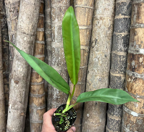 Philodendron &