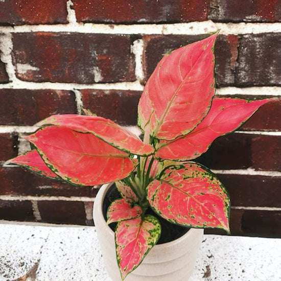 Aglaonema &