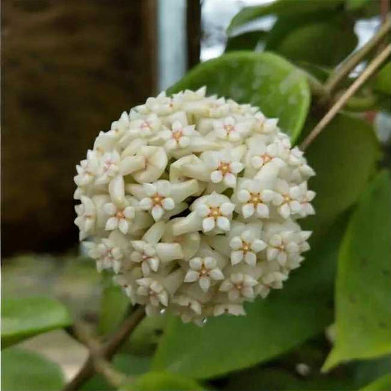 Hoya &