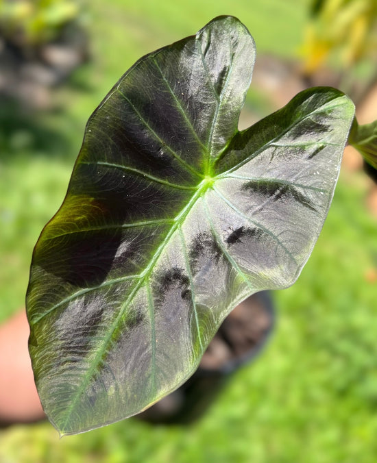 Colocasia &