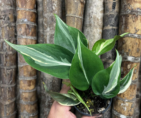 Philodendron &