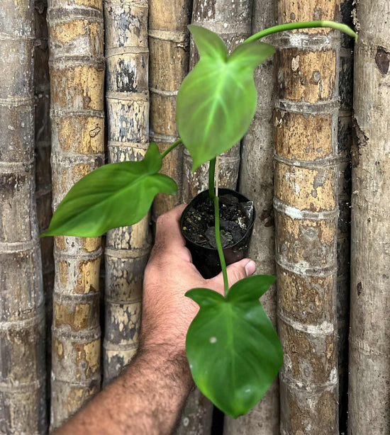 Philodendron &