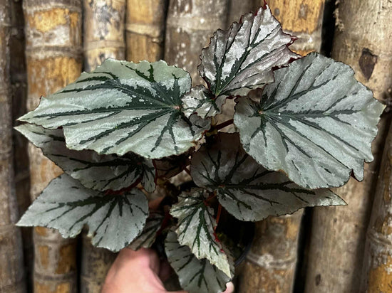 Begonia &