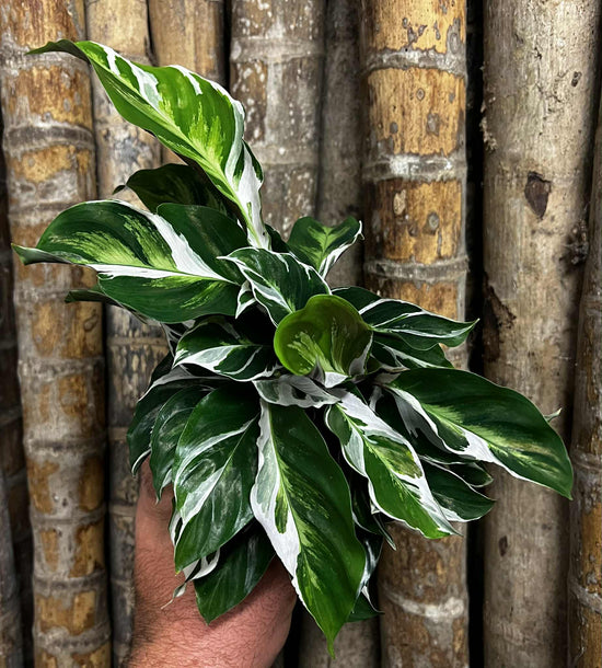 Calathea &