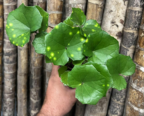 Farfugium japonicum &