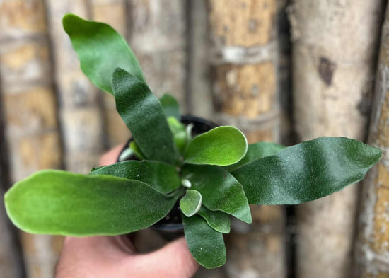 Elkhorn Fern &