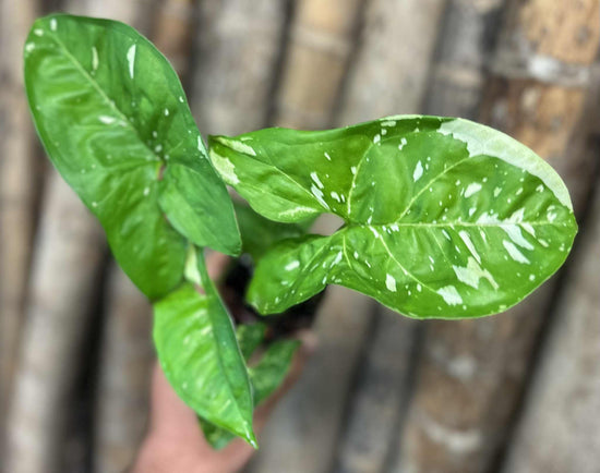Syngonium &