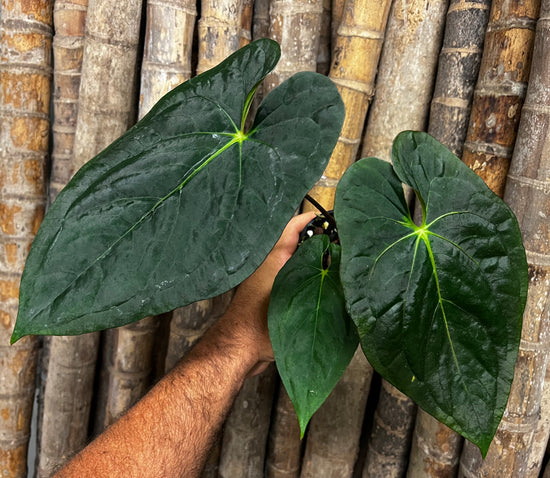 Anthurium &