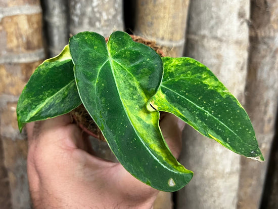 Anthurium &