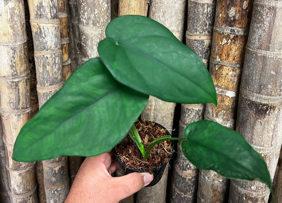 Syngonium &