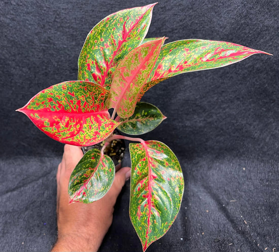 Aglaonema &