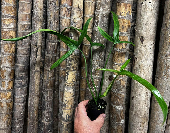 Philodendron &