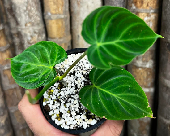 Philodendron verrucosum &