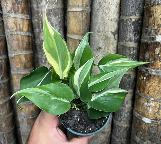 Philodendron &