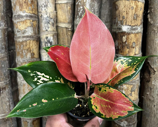 Aglaonema &