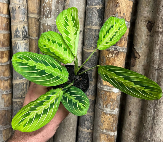 Maranta &