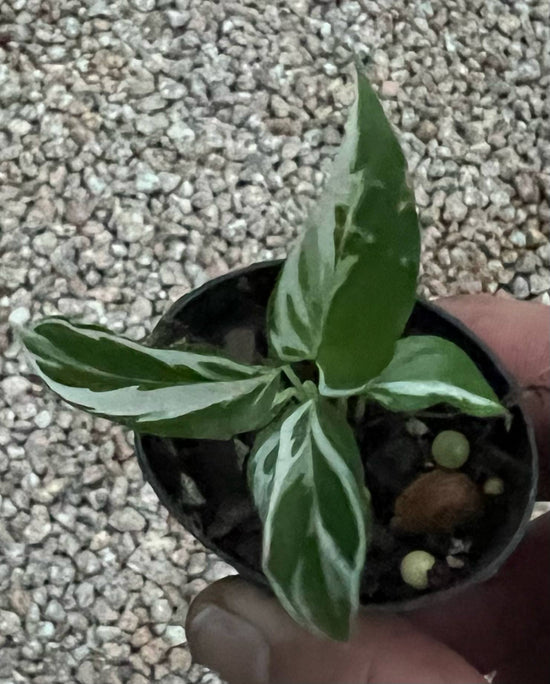 Calathea &