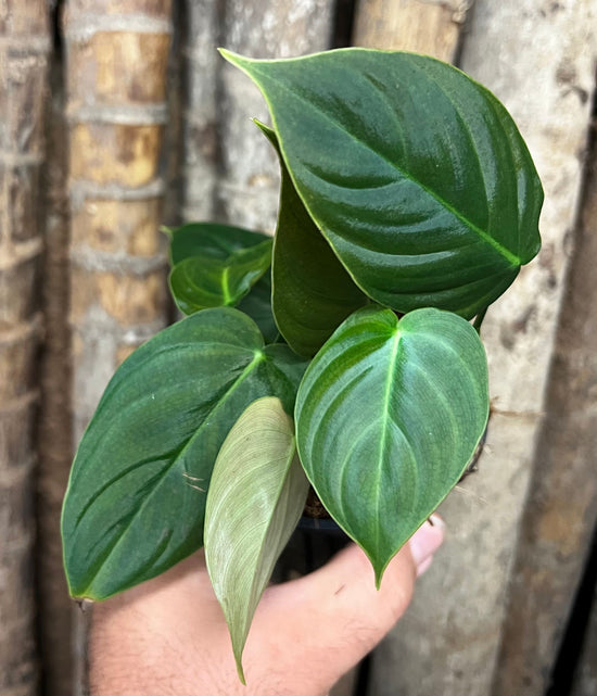 Philodendron &