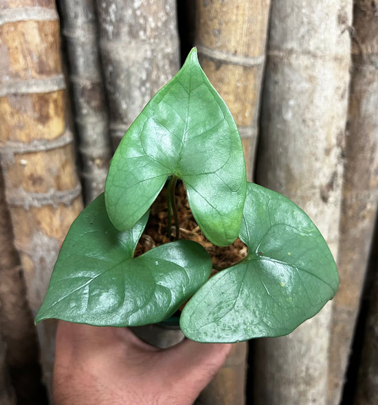 Anthurium &