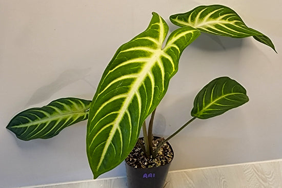 Caladium lindenii