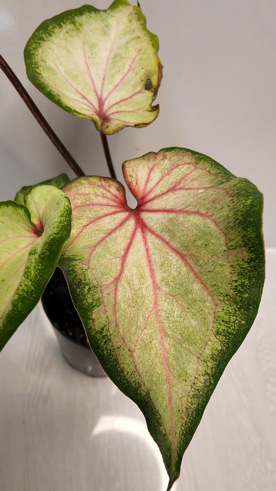 Caladium &