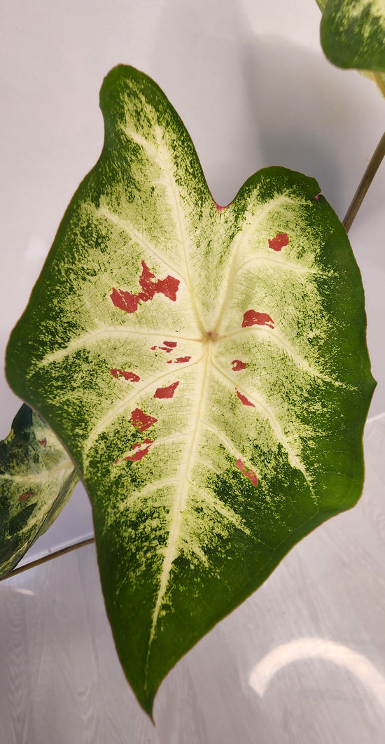 Caladium &