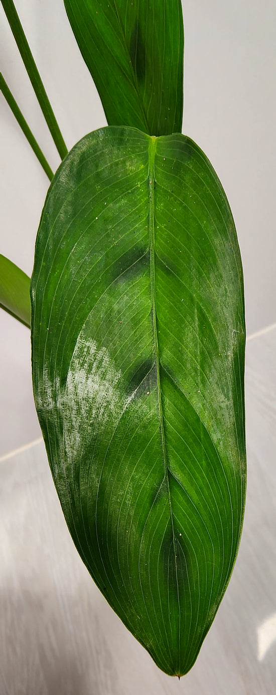 Calathea &