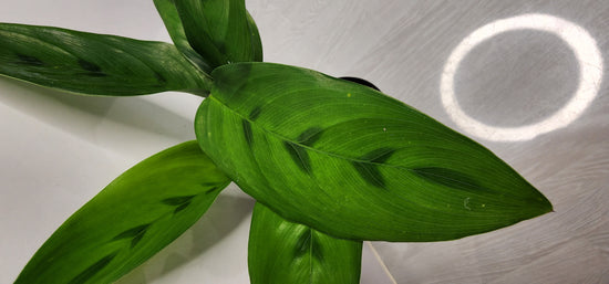 Calathea &