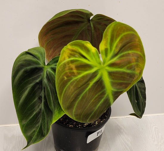 Philodendron &