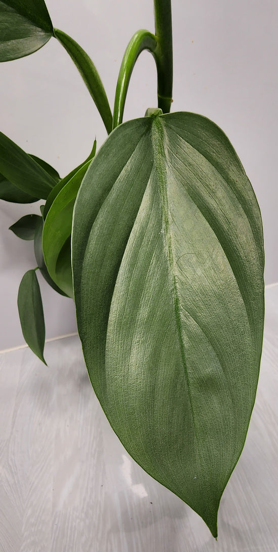 Philodendron &