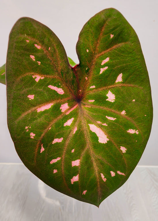 Caladium P25