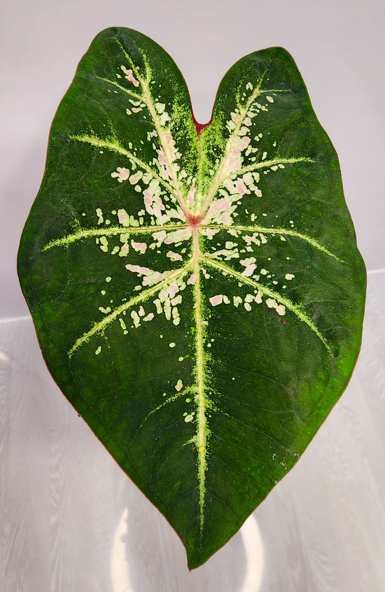 Caladium P27