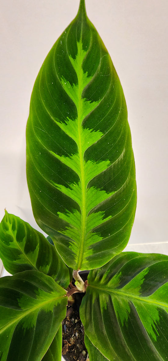 Calathea &