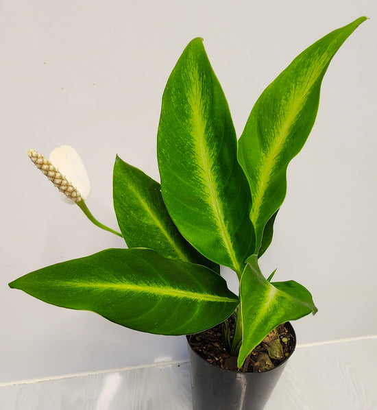 Spathiphyllum &