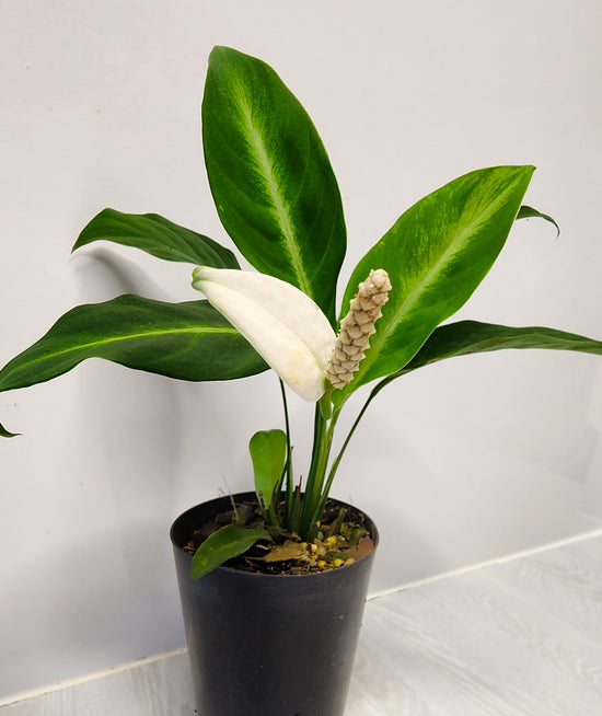 Spathiphyllum &