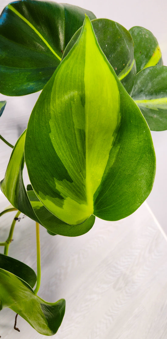 Philodendron &