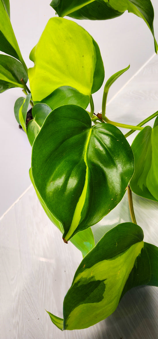 Philodendron &