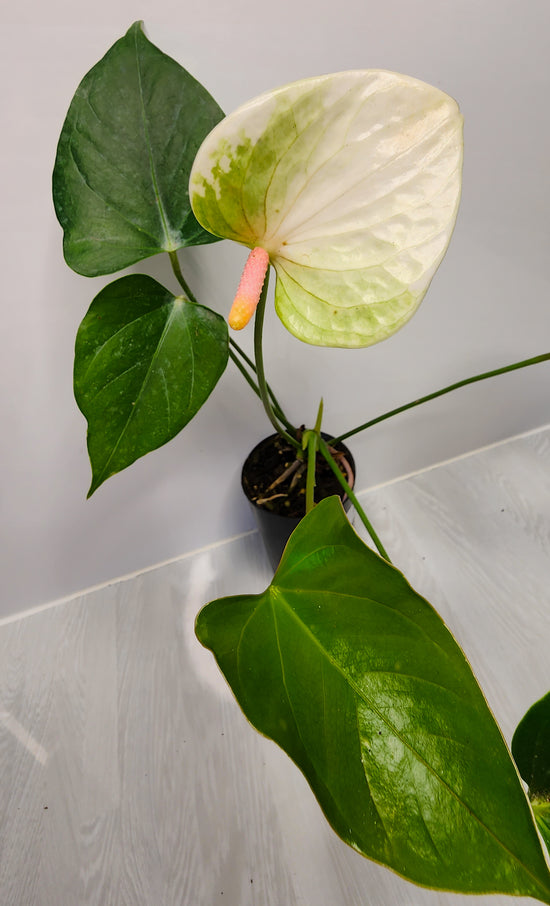 Flowering Anthurium P50