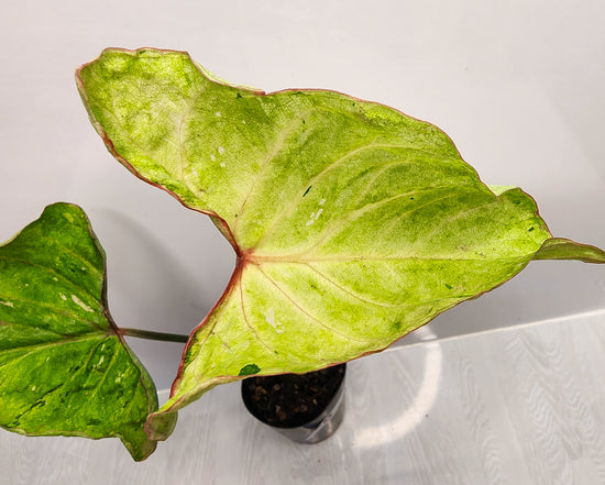 Caladium &