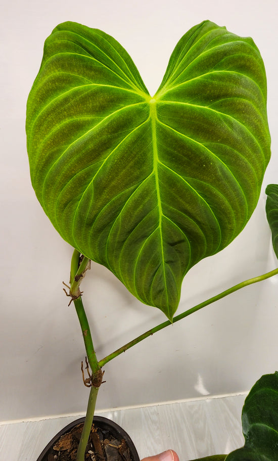 Philodendron &